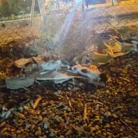 دوتا بچه گربه مهربون به همراه مادرشون هستن