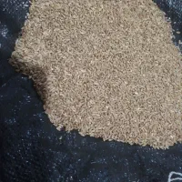 کندم برابذر