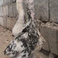 جوجه لاری