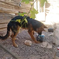 سگ ژرمن شپرد|سگ|تهران, تهرانسر شمالی|دیوار