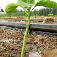 نوار تیپ 7خروجی