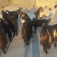 بز بزغاله میش بره گوسفند گاو یا گوساله