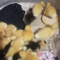 فروش ۱۰۰ عدد جوجه اردک