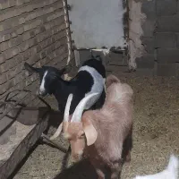 دو عدد کره نر و ماده|حیوانات مزرعه|تفت, |دیوار