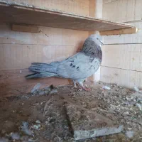 کبوتر سرور نر