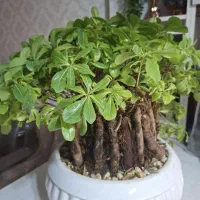 بن سای زیبا بزرگ