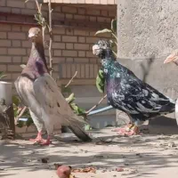 کفتر جفتگاه