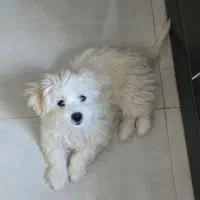 سگ ۳ ماهه شیتزو