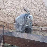 پازن ۲ساله خوشگل و خوش ذات|حیوانات مزرعه|ابرکوه, |دیوار