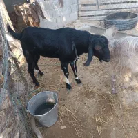 بز آبستن و کهره نر|حیوانات مزرعه|اهرم, |دیوار