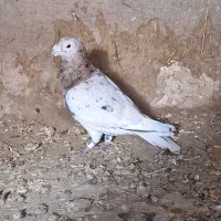 کبوتر|پرنده|فیروزه, |دیوار