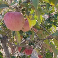 باغ-میوه-پربرکت-و-سرمایه-گذاری-سودمند