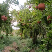 اجاره انار مرغوب چشمه علی|عمده‌فروشی|قم, پردیسان|دیوار