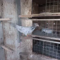 یک عدد هفرنگ ماده|پرنده|سبزوار, جهاد کشاورزی|دیوار