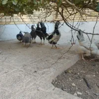 مرغ خروس گلین زیبا|حیوانات مزرعه|فولادشهر, B2|دیوار