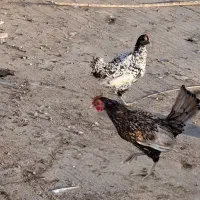 مرغ و خروس مینیاتوری یا سبرایت