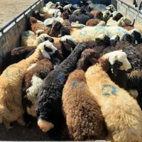 گوسفند زنده|خدمات پذیرایی، مراسم|تهران, طرشت|دیوار