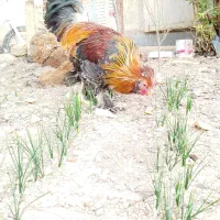 خروس تزئینی.|حیوانات مزرعه|تربتحیدریه, فرمانداری|دیوار