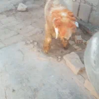 یک راس کوه تخمی