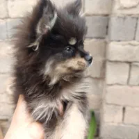 توله پامر عروسکی|سگ|جیرفت, |دیوار