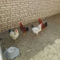مرغ وخروس