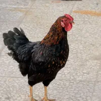 خروس جوان یکساله فعال