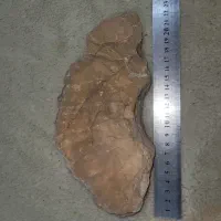 فسیل آمونیت و گاستروپود و صدف