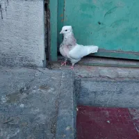 کبوتر طوقی آجری
