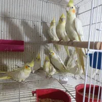 عروس هلندی  نرمخور دونخور دستی نرماده بالغ|پرنده|شیراز, پودنک|دیوار