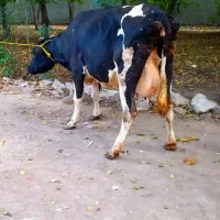 گاو هلشتاین ۱۵ کیلو شیر ۲ ماه آبستن