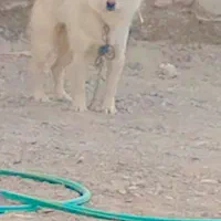 سگ پاکوتاه خیلی باهوش وزرنگ