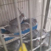 کبوتر خانگی الماسی نروماده