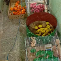 جوجه رنگی خروسک