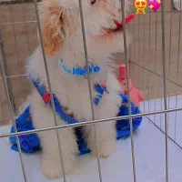 سگ بامزه|سگ|قم, شاه ابراهیم|دیوار