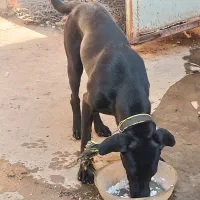 پیتبول آمریکایی ۸ ماهه