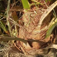 فروش پاجوش خاصه زرد، خنیزی