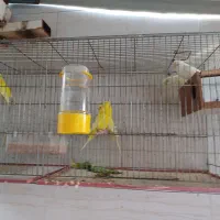 مرغ عشق|پرنده|آبپخش, |دیوار