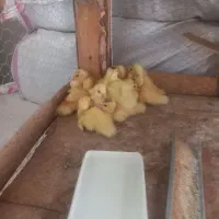 جوجه اردک مسکویی و جوجه بوقلمون