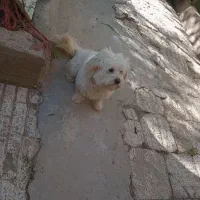 سگ پاپی