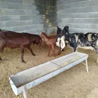 بز بزغاله دار پاکستانی|حیوانات مزرعه|گنبد کاووس, |دیوار