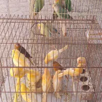 مرغ عشق قناری فنچ طوطی عروس هلندی مرغ مینا|پرنده|یاسوج, |دیوار