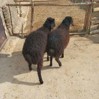 بره بره|حیوانات مزرعه|پیشوا, |دیوار