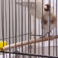 سهره روزگاری