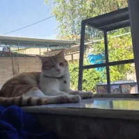 گمشده