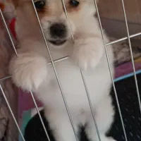 سگ پامرین اشپیتز نر دو ماهه