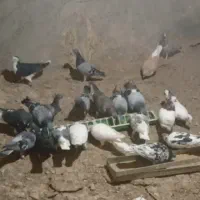 همه سالم و به شرط|پرنده|جغتای, |دیوار