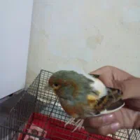 فروش قناری حراج حراج سالم سرحال|پرنده|ایلام, |دیوار