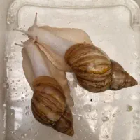 حلزون آچاتینا آلبینو تخم و بچه