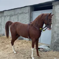 نریان کرد ۳ساله|اسب و تجهیزات اسبسواری|رباطکریم, رباطکریم|دیوار