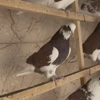 کبوتر|پرنده|رباط‌کریم, نصیرشهر|دیوار